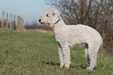 BEDLINGTON TERRIER 163